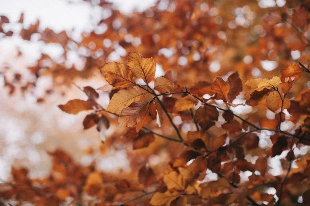 Народні прикмети 21 жовтня / © pexels.com