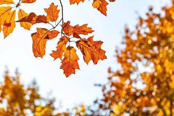 Народні прикмети 28 жовтня / © pexels.com